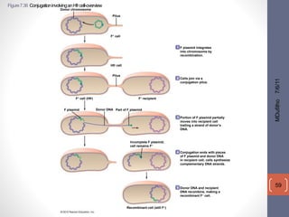 Figure 7.36 Conjugation involving an Hfr cell-overview 
MDufilho 7/6/11 
59 
Donor chromosome 
Pilus 
F+ cell 
Hfr cell 
Pilus 
F+ cell (Hfr) 
F plasmid 
F– recipient 
Donor DNA Part of F plasmid 
F plasmid integrates 
into chromosome by 
recombination. 
Cells join via a 
conjugation pilus. 
Portion of F plasmid partially 
moves into recipient cell 
trailing a strand of donor’s 
DNA. 
Conjugation ends with pieces 
of F plasmid and donor DNA 
in recipient cell; cells synthesize 
complementary DNA strands. 
Donor DNA and recipient 
DNA recombine, making a 
recombinant F– cell. 
Incomplete F plasmid; 
cell remains F– 
Recombinant cell (still F–) 
 