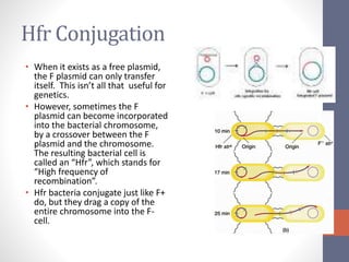 Hfr Conjugation 
• When it exists as a free plasmid, 
the F plasmid can only transfer 
itself. This isn’t all that useful for 
genetics. 
• However, sometimes the F 
plasmid can become incorporated 
into the bacterial chromosome, 
by a crossover between the F 
plasmid and the chromosome. 
The resulting bacterial cell is 
called an “Hfr”, which stands for 
“High frequency of 
recombination”. 
• Hfr bacteria conjugate just like F+ 
do, but they drag a copy of the 
entire chromosome into the F-cell. 
 