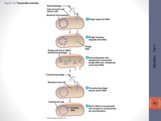 Figure 7.34 Transduction-overview 
MDufilho 7/6/11 
62 
Bacteriophage 
Phage injects its DNA. 
Phage enzymes 
degrade host DNA. 
Phage 
DNA 
Host bacterial cell 
(donor cell) 
Bacterial chromosome 
Phage with donor DNA 
(transducing phage) 
Cell synthesizes new 
phages that incorporate 
phage DNA and, mistakenly, 
some host DNA. 
Transducing phage 
Transducing phage 
injects donor DNA. 
Recipient host cell 
Donor DNA is incorporated 
into recipient’s chromosome 
by recombination. 
Transduced cell 
Inserted 
DNA 
 
