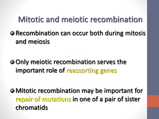 Mitotic and meiotic recombination 
Recombination can occur both during mitosis 
and meiosis 
Only meiotic recombination serves the 
important role of reassorting genes 
Mitotic recombination may be important for 
repair of mutations in one of a pair of sister 
chromatids 
 