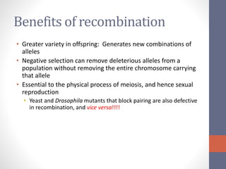 Benefits of recombination 
• Greater variety in offspring: Generates new combinations of 
alleles 
• Negative selection can remove deleterious alleles from a 
population without removing the entire chromosome carrying 
that allele 
• Essential to the physical process of meiosis, and hence sexual 
reproduction 
• Yeast and Drosophila mutants that block pairing are also defective 
in recombination, and vice versa!!!! 
 