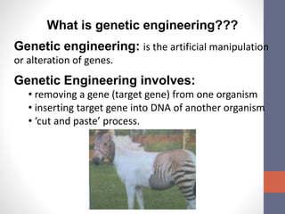 What is genetic engineering??? 
Genetic engineering: is the artificial manipulation 
or alteration of genes. 
Genetic Engineering involves: 
• removing a gene (target gene) from one organism 
• inserting target gene into DNA of another organism 
• ‘cut and paste’ process. 
 