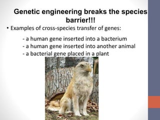 Genetic engineering breaks the species 
barrier!!! 
• Examples of cross-species transfer of genes: 
- a human gene inserted into a bacterium 
- a human gene inserted into another animal 
- a bacterial gene placed in a plant 
 
