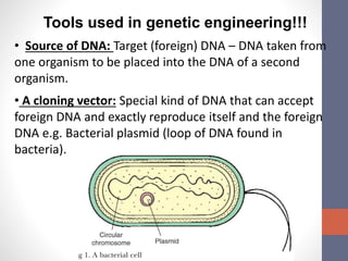 Tools used in genetic engineering!!! 
• Source of DNA: Target (foreign) DNA – DNA taken from 
one organism to be placed into the DNA of a second 
organism. 
• A cloning vector: Special kind of DNA that can accept 
foreign DNA and exactly reproduce itself and the foreign 
DNA e.g. Bacterial plasmid (loop of DNA found in 
bacteria). 
 