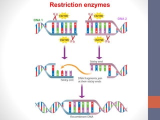 Restriction enzymes 
DNA 1 DNA 2 
 