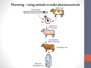 Pharming – using animals to make pharmaceuticals 
 
