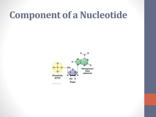 Component of a Nucleotide 
 
