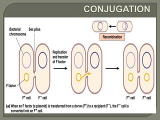 Microbial genetics mutation | PPTX
