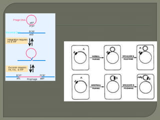 Microbial genetics mutation