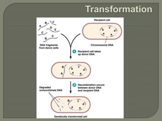 Microbial genetics mutation | PPTX