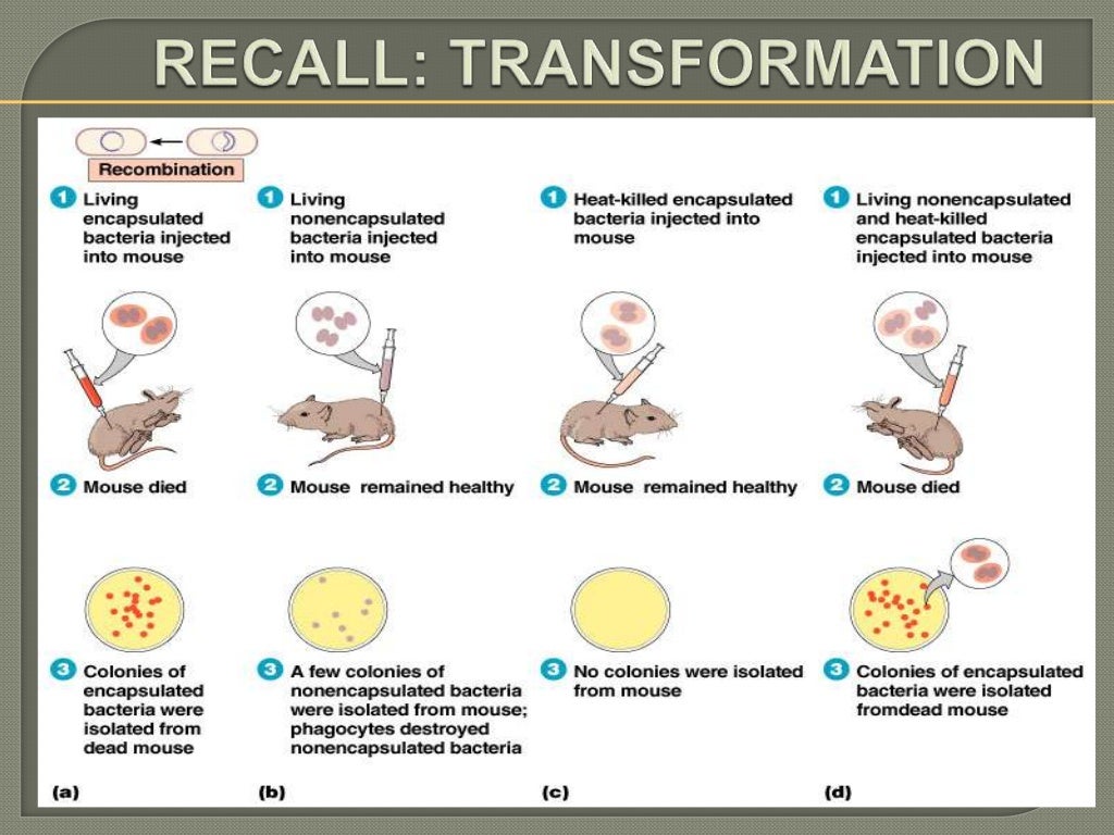 Microbial genetics mutation
