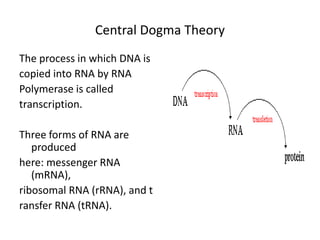 Central Dogma Theory
The process in which DNA is
copied into RNA by RNA
Polymerase is called
transcription.
Three forms of RNA are
produced
here: messenger RNA
(mRNA),
ribosomal RNA (rRNA), and t
ransfer RNA (tRNA).
 