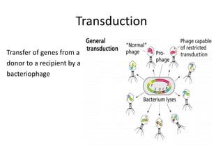 Transduction
Transfer of genes from a
donor to a recipient by a
bacteriophage
 