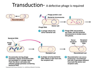 Transduction- A defective phage is required
 