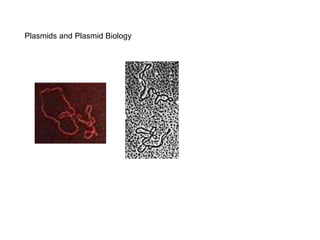 Plasmids and Plasmid Biology
 