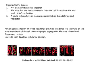 Incompatibility Groups
1. Not all plasmids can live together.
2. Plasmids that are able to coexist in the same cell do not interfere with
each other’s replication
3. A single cell can have as many group plasmids as it can tolerate and
replicate!
Partion Locus: a region on broad host range plasmids that binds to a structure on the
inner membrane of the cell to ensure proper segregation. Plasmids labeled with
fluorescent protein
-move to each daughter cell during division.
Pogliano, Joe et al. (2001) Proc. Natl. Acad. Sci. USA 98, 4486-4491
 