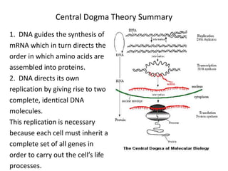 Central Dogma Theory Summary
1. DNA guides the synthesis of
mRNA which in turn directs the
order in which amino acids are
assembled into proteins.
2. DNA directs its own
replication by giving rise to two
complete, identical DNA
molecules.
This replication is necessary
because each cell must inherit a
complete set of all genes in
order to carry out the cell’s life
processes.
 