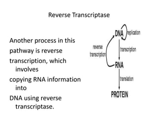 Reverse Transcriptase
Another process in this
pathway is reverse
transcription, which
involves
copying RNA information
into
DNA using reverse
transcriptase.
 