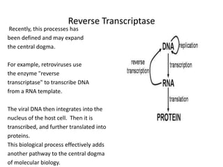 Reverse Transcriptase
Recently, this processes has
been defined and may expand
the central dogma.
For example, retroviruses use
the enzyme "reverse
transcriptase" to transcribe DNA
from a RNA template.
The viral DNA then integrates into the
nucleus of the host cell. Then it is
transcribed, and further translated into
proteins.
This biological process effectively adds
another pathway to the central dogma
of molecular biology.
 