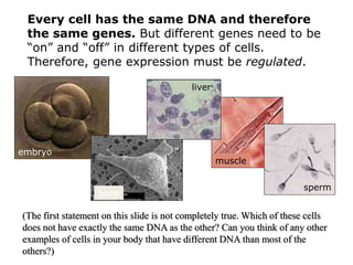 Every cell has the same DNA and therefore
the same genes. But different genes need to be
“on” and “off” in different types of cells.
Therefore, gene expression must be regulated.
embryo
bone
liver
muscle
sperm
(The first statement on this slide is not completely true. Which of these cells
does not have exactly the same DNA as the other? Can you think of any other
examples of cells in your body that have different DNA than most of the
others?)
 