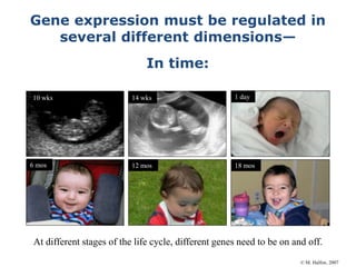 Gene expression must be regulated in
several different dimensions—
10 wks 14 wks 1 day
6 mos 12 mos 18 mos
In time:
At different stages of the life cycle, different genes need to be on and off.
© M. Halfon, 2007
 