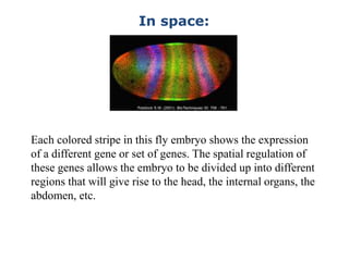 In space:
Paddock S.W. (2001). BioTechniques 30: 756 - 761.
Each colored stripe in this fly embryo shows the expression
of a different gene or set of genes. The spatial regulation of
these genes allows the embryo to be divided up into different
regions that will give rise to the head, the internal organs, the
abdomen, etc.
 