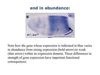 and in abundance:
Clyde et al. (2003). Nature 426:849-853
Note how the gene whose expression is indicated in blue varies
in abundance from strong expression (bold arrow) to weak
(thin arrow) within its expression domain. These differences in
strength of gene expression have important functional
consequences.
 
