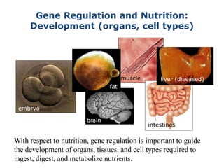 Gene Regulation and Nutrition:
Development (organs, cell types)
embryo
muscle
brain
embryo
intestines
fat
liver (diseased)
With respect to nutrition, gene regulation is important to guide
the development of organs, tissues, and cell types required to
ingest, digest, and metabolize nutrients.
 