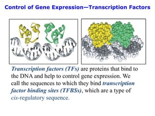 Control of Gene Expression—Transcription Factors
Transcription factors (TFs) are proteins that bind to
the DNA and help to control gene expression. We
call the sequences to which they bind transcription
factor binding sites (TFBSs), which are a type of
cis-regulatory sequence.
 