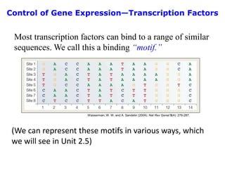 Most transcription factors can bind to a range of similar
sequences. We call this a binding “motif.”
Wasserman, W. W. and A. Sandelin (2004). Nat Rev Genet 5(4): 276-287.
(We can represent these motifs in various ways, which
we will see in Unit 2.5)
Control of Gene Expression—Transcription Factors
 