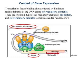 Control of Gene Expression
Image adapted from Wolpert, Principles of Development
Transcription factor binding sites are found within larger
functional units of the DNA called cis-regulatory elements.
There are two main type of cis-regulatory elements: promoters,
and cis-regulatory modules (sometimes called “enhancers”).
TFBS
TFBS
transcription factor binding site (TFBS)
cis-regulatory module (CRM)
 