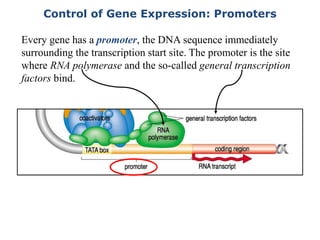 Control of Gene Expression: Promoters
Every gene has a promoter, the DNA sequence immediately
surrounding the transcription start site. The promoter is the site
where RNA polymerase and the so-called general transcription
factors bind.
 