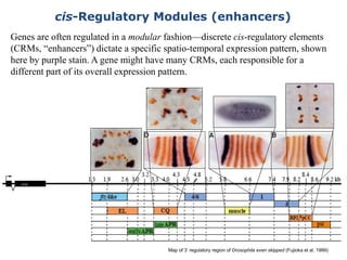Genes are often regulated in a modular fashion—discrete cis-regulatory elements
(CRMs, “enhancers”) dictate a specific spatio-temporal expression pattern, shown
here by purple stain. A gene might have many CRMs, each responsible for a
different part of its overall expression pattern.
cis-Regulatory Modules (enhancers)
Map of 3’ regulatory region of Drosophila even skipped (Fujioka et al. 1999)
eve
 