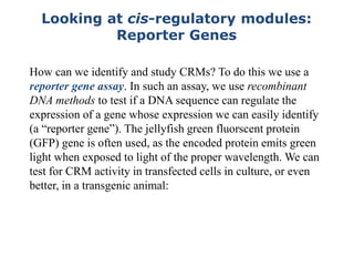 Looking at cis-regulatory modules:
Reporter Genes
How can we identify and study CRMs? To do this we use a
reporter gene assay. In such an assay, we use recombinant
DNA methods to test if a DNA sequence can regulate the
expression of a gene whose expression we can easily identify
(a “reporter gene”). The jellyfish green fluorscent protein
(GFP) gene is often used, as the encoded protein emits green
light when exposed to light of the proper wavelength. We can
test for CRM activity in transfected cells in culture, or even
better, in a transgenic animal:
 