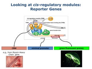 TFBS
TFBS
transcription factor binding site (TFBS)
cis-regulatory module (CRM)
Looking at cis-regulatory modules:
Reporter Genes
green fluorescent proteinminimal promoterCRM
muscle
e.g., from Myosin Heavy
Chain gene
 
