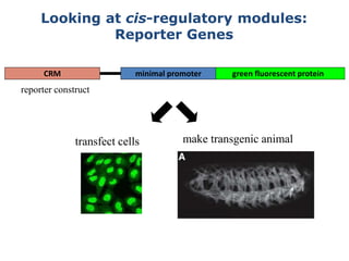 green fluorescent proteinminimal promoterCRM
reporter construct
transfect cells make transgenic animal
Looking at cis-regulatory modules:
Reporter Genes
 