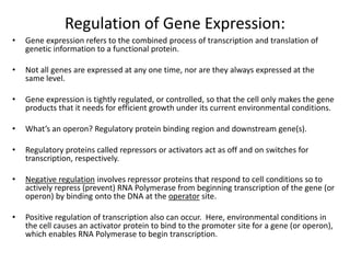 Regulation of Gene Expression:
• Gene expression refers to the combined process of transcription and translation of
genetic information to a functional protein.
• Not all genes are expressed at any one time, nor are they always expressed at the
same level.
• Gene expression is tightly regulated, or controlled, so that the cell only makes the gene
products that it needs for efficient growth under its current environmental conditions.
• What’s an operon? Regulatory protein binding region and downstream gene(s).
• Regulatory proteins called repressors or activators act as off and on switches for
transcription, respectively.
• Negative regulation involves repressor proteins that respond to cell conditions so to
actively repress (prevent) RNA Polymerase from beginning transcription of the gene (or
operon) by binding onto the DNA at the operator site.
• Positive regulation of transcription also can occur. Here, environmental conditions in
the cell causes an activator protein to bind to the promoter site for a gene (or operon),
which enables RNA Polymerase to begin transcription.
 