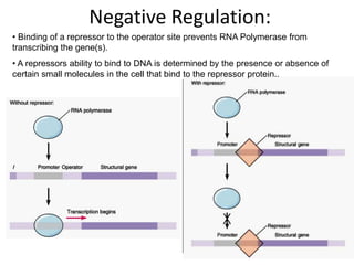 Negative Regulation:
• Binding of a repressor to the operator site prevents RNA Polymerase from
transcribing the gene(s).
• A repressors ability to bind to DNA is determined by the presence or absence of
certain small molecules in the cell that bind to the repressor protein..
 