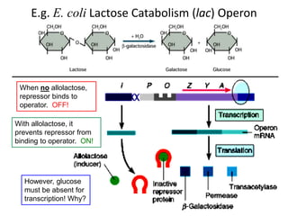 E.g. E. coli Lactose Catabolism (lac) Operon
However, glucose
must be absent for
transcription! Why?
When no allolactose,
repressor binds to
operator. OFF!
With allolactose, it
prevents repressor from
binding to operator. ON!
 