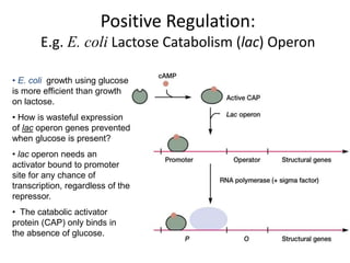 Positive Regulation:
E.g. E. coli Lactose Catabolism (lac) Operon
• E. coli growth using glucose
is more efficient than growth
on lactose.
• How is wasteful expression
of lac operon genes prevented
when glucose is present?
• lac operon needs an
activator bound to promoter
site for any chance of
transcription, regardless of the
repressor.
• The catabolic activator
protein (CAP) only binds in
the absence of glucose.
 