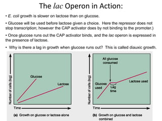 The lac Operon in Action:
• E. coli growth is slower on lactose than on glucose.
• Glucose will be used before lactose given a choice. Here the repressor does not
stop transcription; however the CAP activator does by not binding to the promoter.)
• Once glucose runs out the CAP activator binds, and the lac operon is expressed in
the presence of lactose.
• Why is there a lag in growth when glucose runs out? This is called diauxic growth.
 
