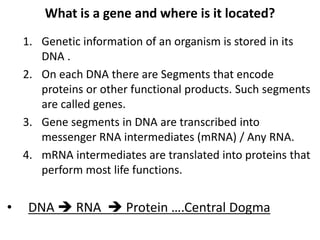 What is a gene and where is it located?
1. Genetic information of an organism is stored in its
DNA .
2. On each DNA there are Segments that encode
proteins or other functional products. Such segments
are called genes.
3. Gene segments in DNA are transcribed into
messenger RNA intermediates (mRNA) / Any RNA.
4. mRNA intermediates are translated into proteins that
perform most life functions.
• DNA  RNA  Protein ….Central Dogma
 
