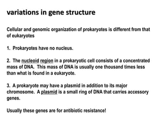 variations in gene structure
Cellular and genomic organization of prokaryotes is different from that
of eukaryotes
1. Prokaryotes have no nucleus.
2. The nucleoid region in a prokaryotic cell consists of a concentrated
mass of DNA. This mass of DNA is usually one thousand times less
than what is found in a eukaryote.
3. A prokaryote may have a plasmid in addition to its major
chromosome. A plasmid is a small ring of DNA that carries accessory
genes.
Usually these genes are for antibiotic resistance!
 