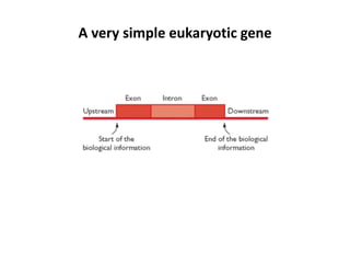 A very simple eukaryotic gene
 