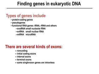 Finding genes in eukaryotic DNA
Types of genes include
• protein-coding genes
• pseudogenes
• functional RNA genes: tRNA, rRNA and others
--snoRNA small nucleolar RNA
--snRNA small nuclear RNA
--miRNA microRNA
There are several kinds of exons:
-- noncoding
-- initial coding exons
-- internal exons
-- terminal exons
-- some single-exon genes are intronless
 