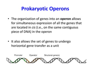 • The organization of genes into an operon allows
for simultaneous expression of all the genes that
are located in cis (i.e., on the same contiguous
piece of DNA) in the operon
• It also allows the set of genes to undergo
horizontal gene transfer as a unit
Prokaryotic Operons
 
