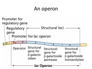 An operon
 