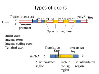 Types of exons
5’
3’
Start Stop
Transcription start
Translation
StoppolyA
5’ untranslated
region
3’ untranslated
region
5’ 3’
Protein
coding
region
promoter
GT AG GT AG GT AG GT AG
Open reading frame
Gene
mRNA
Translation
Initial exon
Internal exon
Internal coding exon
Terminal exon
 