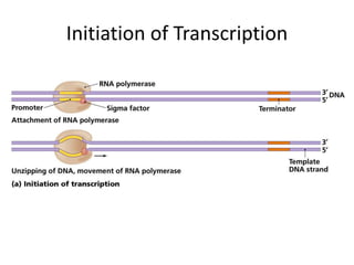 Initiation of Transcription
 