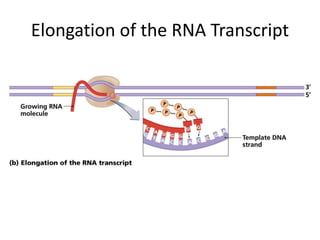 Elongation of the RNA Transcript
 